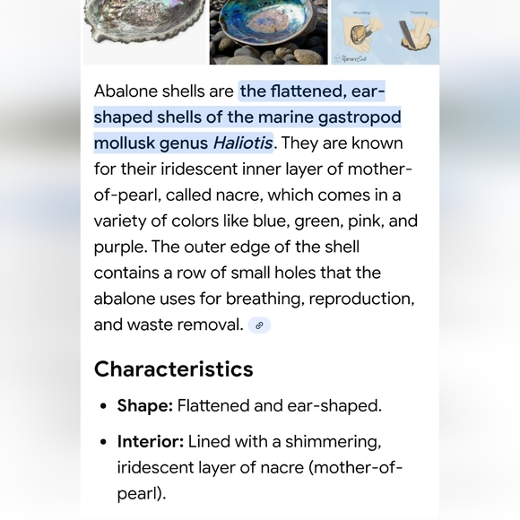 2 Shell Bracelets Set - Picture 3 of 3